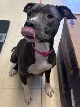 Athena D -  American Bully and Mixed Breed Dog for Adoption in Dyersburg, Tennessee - Athena D | PetCurious