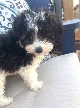 Minnie -  Poodle Dog for Adoption in Wheaton, Illinois - Minnie | PetCurious