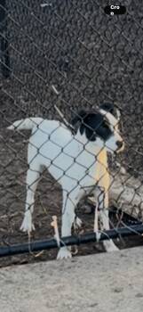 Terrier Dogs Available for Adoption in Plumerville, Arkansas - Summer | PetCurious