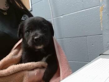 German Shepherd Dog and Mixed Breed Dogs Available for Adoption in Albuquerque, New Mexico - TWIZZLER | PetCurious