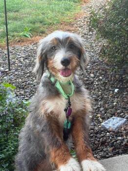 Velvet -  Bernadoodle Dog for Adoption in Saint Clairsville, Ohio - Velvet | PetCurious