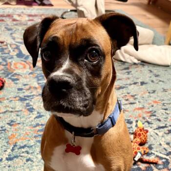 Bella -  Boxer Dog for Adoption in Woodinville, Washington - Bella | PetCurious