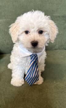 Bichon Frise Dogs Available for Adoption in Twin Lakes, Wisconsin - #259 Theo | PetCurious