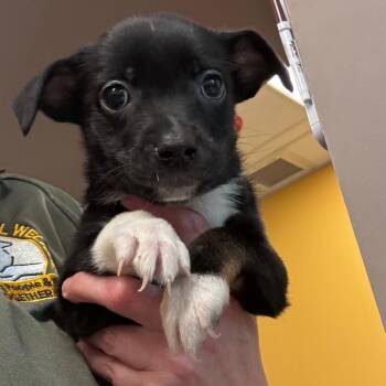 Amber -  Jack Russell Terrier and Australian Shepherd Dog for Adoption in Bend, Oregon - Amber | PetCurious