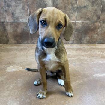 Branch -  Hound Dog for Adoption in Heber Springs, Arkansas - Branch | PetCurious