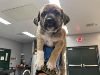 Terrier and Mixed Breed Dogs Available for Adoption in Thousand Palms, California - CHIPPY | PetCurious