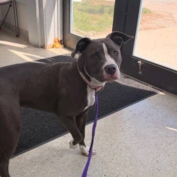 Pit Bull Terrier Dogs Available for Adoption - Scarlett | PetCurious