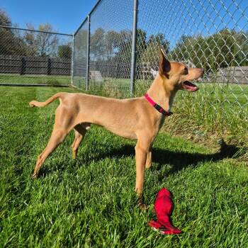 Campbell -  Mixed Breed Dog for Adoption in Woodstock, Illinois - Campbell | PetCurious
