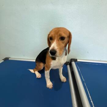 Fabien 7292 -  Beagle Dog for Adoption in Loxahatchee Groves, Florida - Fabien 7292 | PetCurious