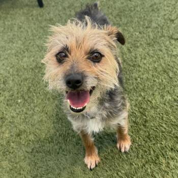 Chihuahua Dogs Available for Adoption in Long Beach, California - Cumbia | PetCurious