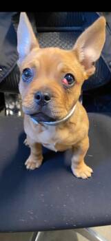 French Bulldog Dogs Available for Adoption - Sir Duke (Courtesy Post) | PetCurious