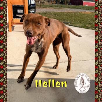 Rescue Cattle Dog Dogs for Adoption in Red Lodge, Montana - Hellen | PetCurious