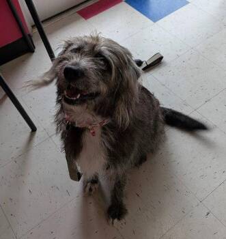 Rachel -  Schnauzer and Border Terrier Dog for Adoption in Charlotte, North Carolina - Rachel | PetCurious