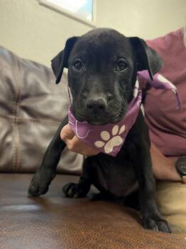 Delilah -  Pit Bull Terrier Dog for Adoption in Buena Vista, Colorado - Delilah | PetCurious