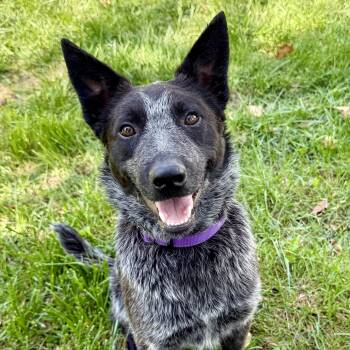 Australian Cattle Dog Blue Heeler Dogs Available for Adoption in Murphysboro, Illinois - Bo | PetCurious