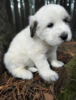 Great Pyrenees Dogs Available for Sale - Ice | PetCurious