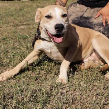 Labrador Retriever and Cattle Dog Dogs Available for Adoption in Austin, Texas - Sandler JuM | PetCurious