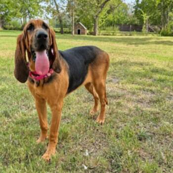 Clementine Sweetums -  Bloodhound Dog for Adoption in Friendswood, Texas - Clementine Sweetums | PetCurious