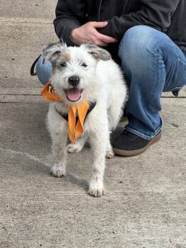 Terrier Dogs Available for Adoption - Silver | PetCurious