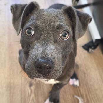 Retriever and Mixed Breed Dogs Available for Adoption in Chapel Hill, North Carolina - Camry | PetCurious