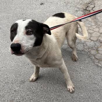 Pit Bull Terrier Dogs Available for Adoption in Edinburg, Texas - Pringle | PetCurious
