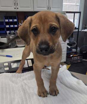 Rescue Labrador Retriever Dogs for Adoption in Parma, Ohio - Fern | PetCurious
