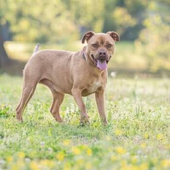 Pit Bull Terrier Dogs Available for Adoption in Bartlett, Tennessee - Vega | PetCurious
