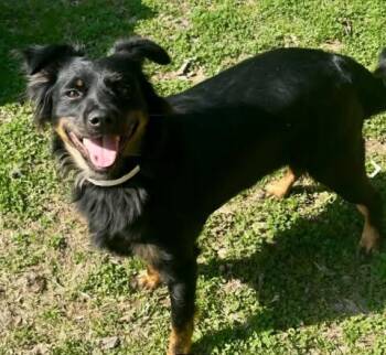 Border Collie Dogs Available for Adoption in Sun Prairie, Wisconsin - Roxy | PetCurious