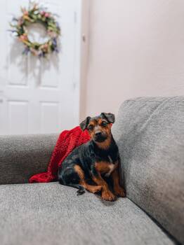 Kingston -  Yorkshire Terrier Dog for Adoption in Goodyear, Arizona - Kingston | PetCurious