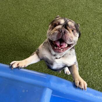 Dora -  French Bulldog Dog for Adoption in West Palm Beach, Florida - Dora | PetCurious