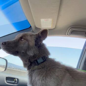 Tala -  Mixed Breed Dog for Adoption in Sonoma, California - Tala | PetCurious