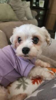 Millie -  Maltese Dog for Adoption in Syracuse, New York - Millie | PetCurious