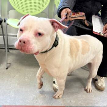 Mixed Breed Dogs Available for Adoption - Lennox | PetCurious