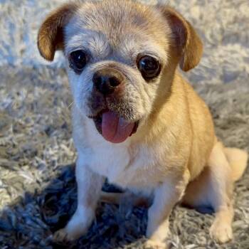 Rescue Pug Dogs for Adoption in San Diego, California - Venus | PetCurious