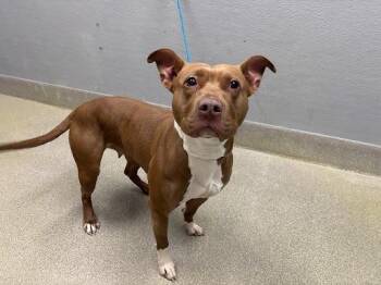 Pit Bull Terrier Dogs Available for Adoption in Las Vegas, Nevada - DOBBIETTA | PetCurious