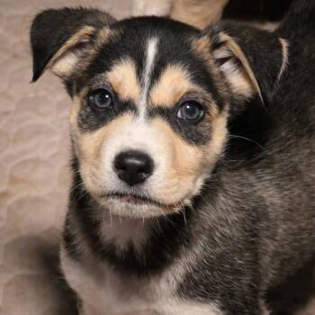 Mixed Breed Dogs Available for Adoption - Steel | PetCurious