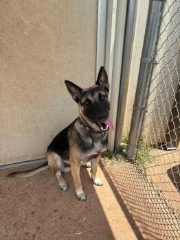 Patrick -  German Shepherd Dog Dog for Adoption in Bossier City, Louisiana - Patrick | PetCurious