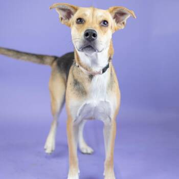 Emi -  Mixed Breed Dog for Adoption in Portland, Oregon - Emi | PetCurious