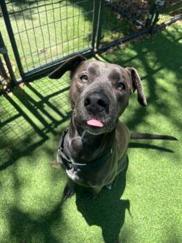 Mixed Breed Dogs Available for Adoption in Lakeland, Florida - Izzy | PetCurious