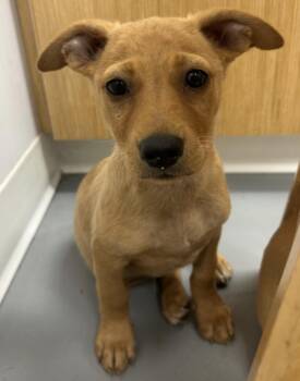 Eric -  Chihuahua and Terrier Dog for Adoption in East Brunswick, New Jersey - Eric | PetCurious