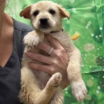 Yellow Labrador Retriever Dogs Available for Adoption - Arya | PetCurious