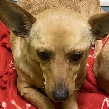 Chihuahua and Mixed Breed Dogs Available for Adoption - Girl | PetCurious