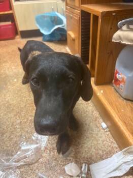 Dachshund and Mixed Breed Dogs Available for Adoption - Wilber | PetCurious