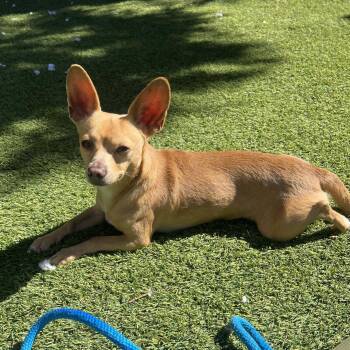 Chihuahua Dogs Available for Adoption - Simon | PetCurious