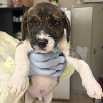 Apple Fritter -  Australian Shepherd and Husky Dog for Adoption in Pekin, Illinois - Apple Fritter | PetCurious