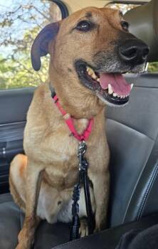 Shepherd and Mixed Breed Dogs Available for Adoption in Taylorsville, North Carolina - Scooby | PetCurious