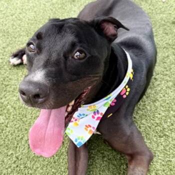 Puma -  Mixed Breed Dog for Adoption in Largo, Florida - Puma | PetCurious