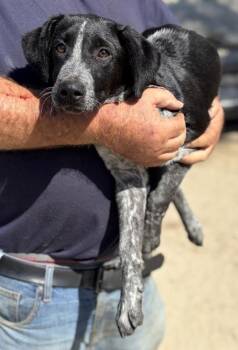 Rango -  German Shorthaired Pointer and Mixed Breed Dog for Adoption in Fresno, California - Rango | PetCurious