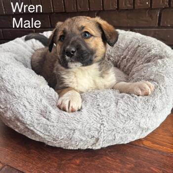 Shepherd Dogs Available for Adoption - Wren | PetCurious