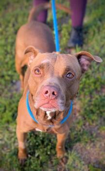 Rescue American Staffordshire Terrier and Mixed Breed Dogs for Adoption in Fort Lauderdale, Florida - WALLY | PetCurious